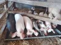 Säue, Schweine — Foto 3