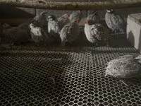 Bobwhite — foto 1