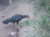 Chickens — photo 1