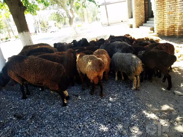 公羊, Sheep
