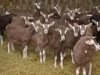 Goat, Toggenburg goat — photo 2