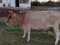 İnək, Mal-qara — foto 1