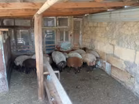 Ram, Sheep — photo 1