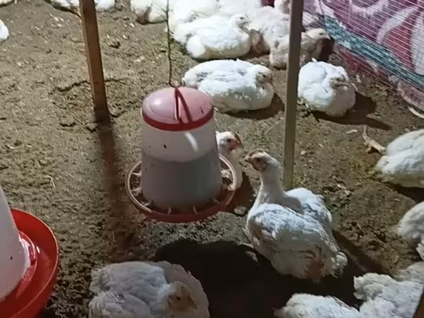 Quails — Азербайджан