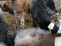 Bulle, Aberdeen-Angus — Foto 5