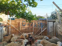 Qoç, Qoyunlar — foto 4