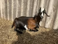 公山羊, Saanen goat — 照片 4