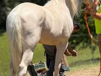 At, Kentucky mountain daddle horse — foto 6