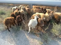 Sheep, Sheep — photo 4