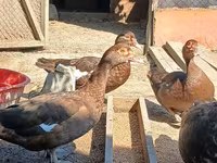 Ducks — الصورة 2