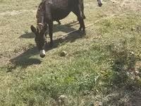 Horses (batch, sex not specified), Horses — photo 2