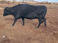 بقرة, Latvian Blue cattle — الصورة 2