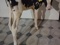 Vaca, Raza Holstein — foto 6