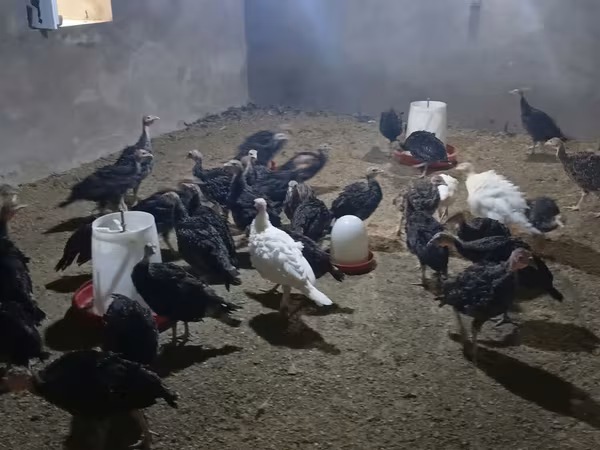 Turkeys