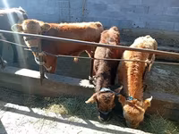 Býk, Swiss cattle — foto 3