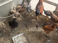 Chickens — zdjęcie 5
