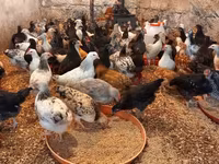 Chickens — photo 3