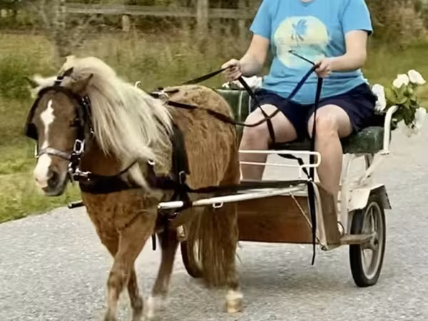 Horse (M), Miniature horse