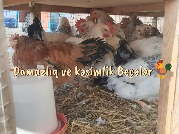 Chickens