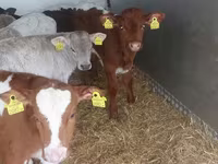 Buğa, Simmental cattle — foto 2