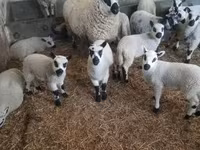 كبش, Cerry Hill sheep — الصورة 2