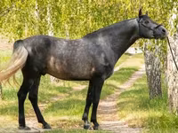 At, Andalusian horse — foto 1