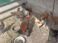 Chickens — zdjęcie 6