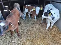 Buğa, Pinzgauer cattle — foto 2