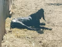 Keçi, Kamori goats — foto 3
