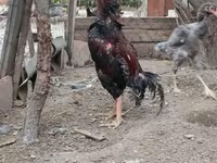 Chickens — الصورة 1