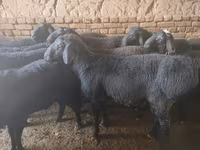 Beran, Rhon sheep — foto 4