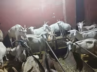 Goat, Goats — photo 2