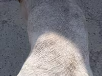 Widder, Ordabasy sheep — Foto 4