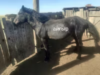Horse (M), Kazakh horse — photo 2