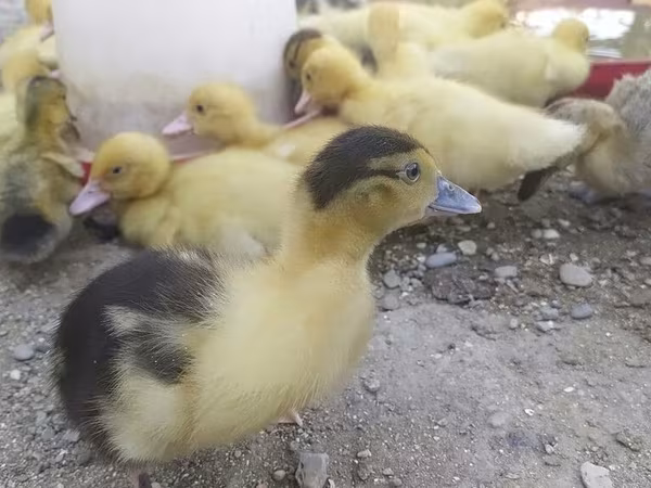 Domestic Muscovy — Azerbaijan
