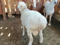 Beran, Kazakh fat-tailed coarsewool sheep — foto 4