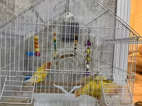 Məhsul: Qəfəsdə cüt papuqay (lovebird) və tam aksesuar dəsti Təsvir — الصورة 2