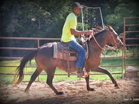 Yegua, Standardbred — foto 7