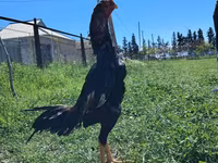 Chickens — Foto 3