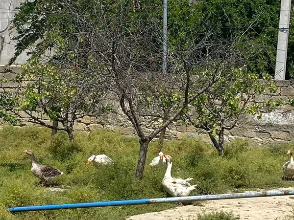 Geese — Azərbaycan