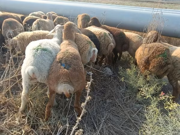 Sheep, Sheep