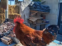 Chickens — photo 2