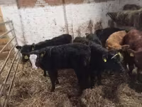 Toro, Ganado vacuno — foto 2