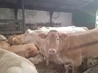 İnək, Blonde d’Aquitane cattle — foto 2
