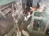 Chickens — photo 1
