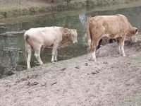 Buğa, Auliekol irqi — foto 3