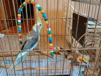 Nimfa (cockatiel) cütü və qəfəslə birlikdə komplekt. - 2 ədəd nimfa — foto 3