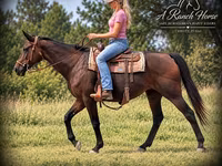 母马, Quarter Horse — 照片 4