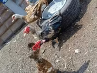 Ducks — foto 4