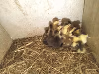 Ducks — 照片 2